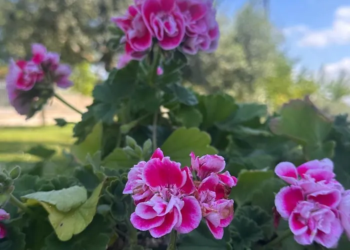 Rum i privatbostad Belvedere Con Piscina - Soggiorni Le Grotte Camerano