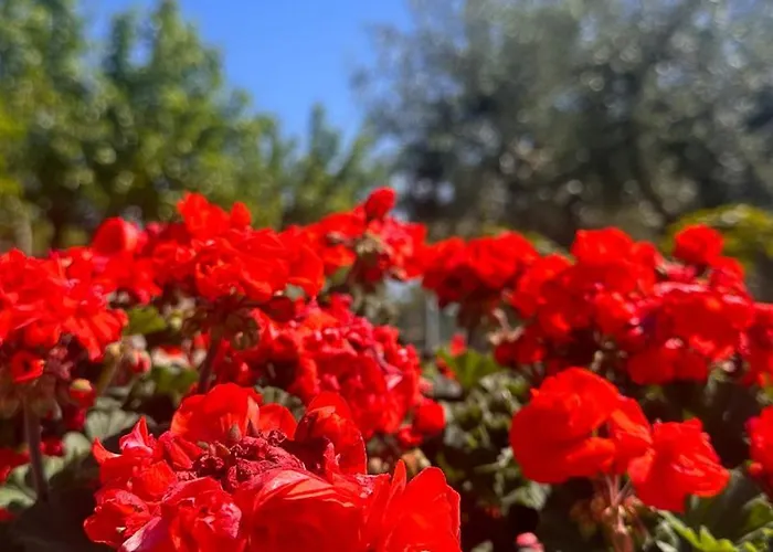 Belvedere Con Piscina - Soggiorni Le Grotte