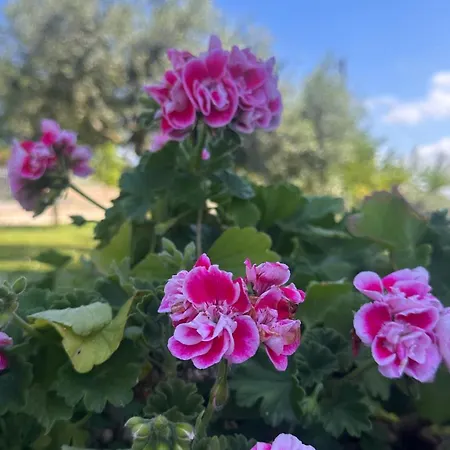 Alloggio in famiglia Belvedere Con Piscina - Le Grotte And Camerano